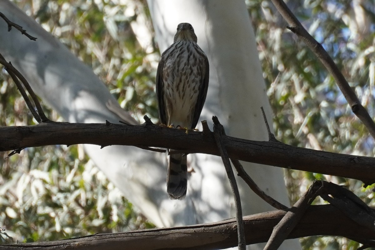 Eckschwanzsperber - ML644691712