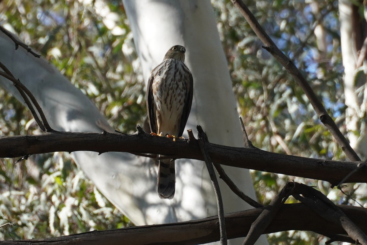 Eckschwanzsperber - ML644691713