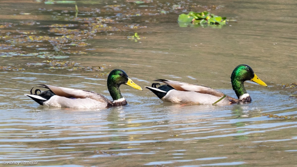 Yeşilbaş - ML644691714