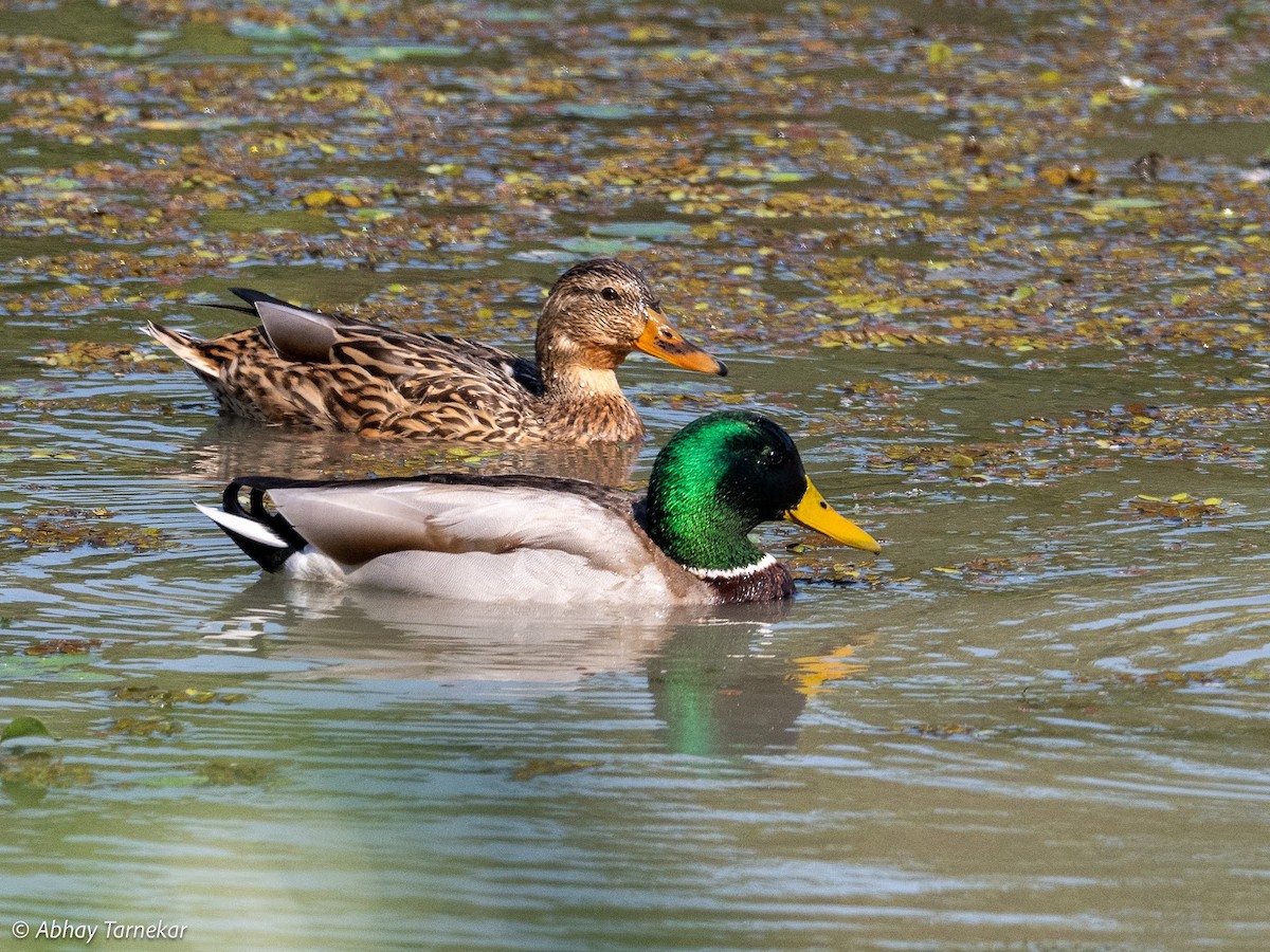 Yeşilbaş - ML644691715