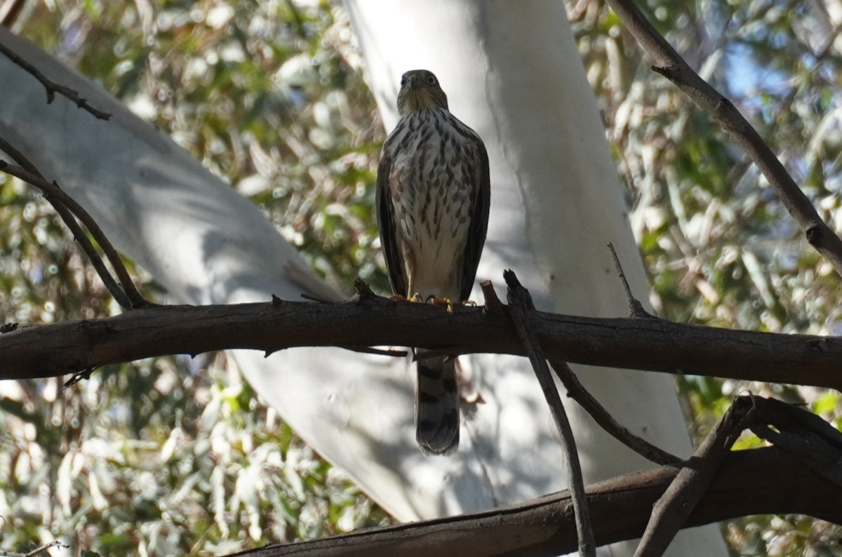 Sharp-shinned Hawk - ML644691716