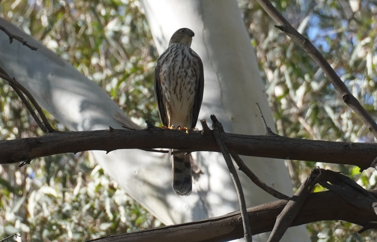 Sharp-shinned Hawk - ML644691717
