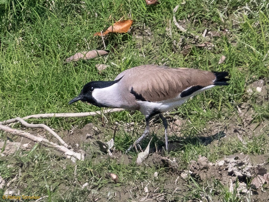 Nehir Kızkuşu - ML644691719