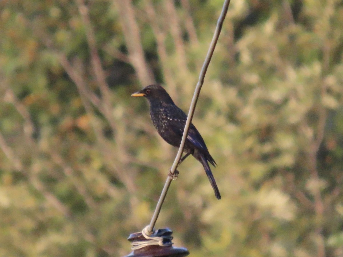 Blue Whistling-Thrush - ML644691722