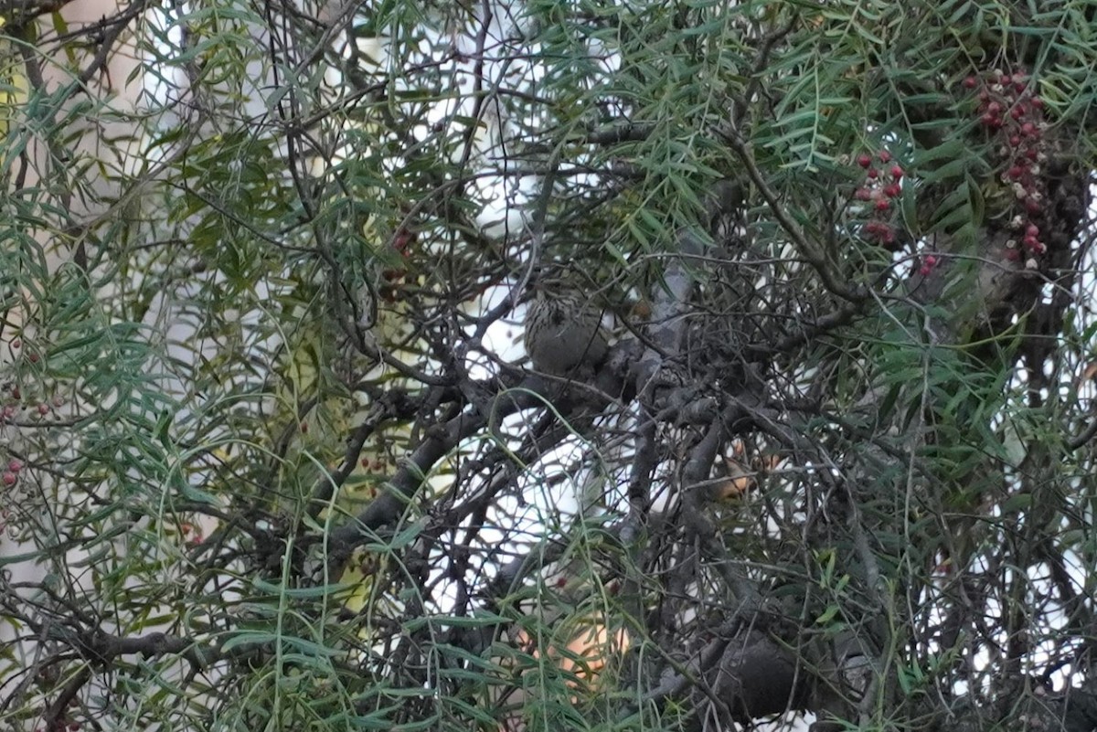 Savannah Sparrow - ML644691725