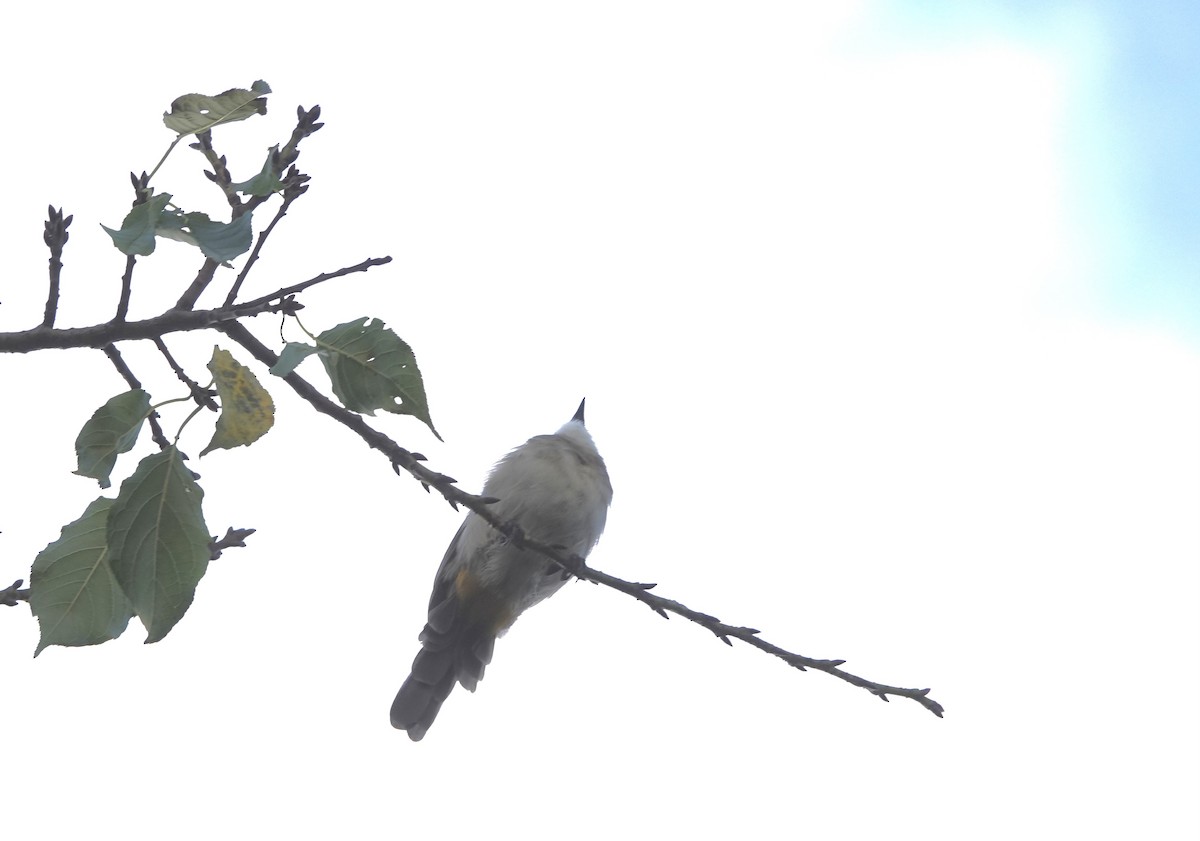 Brown-breasted Bulbul - ML644691726