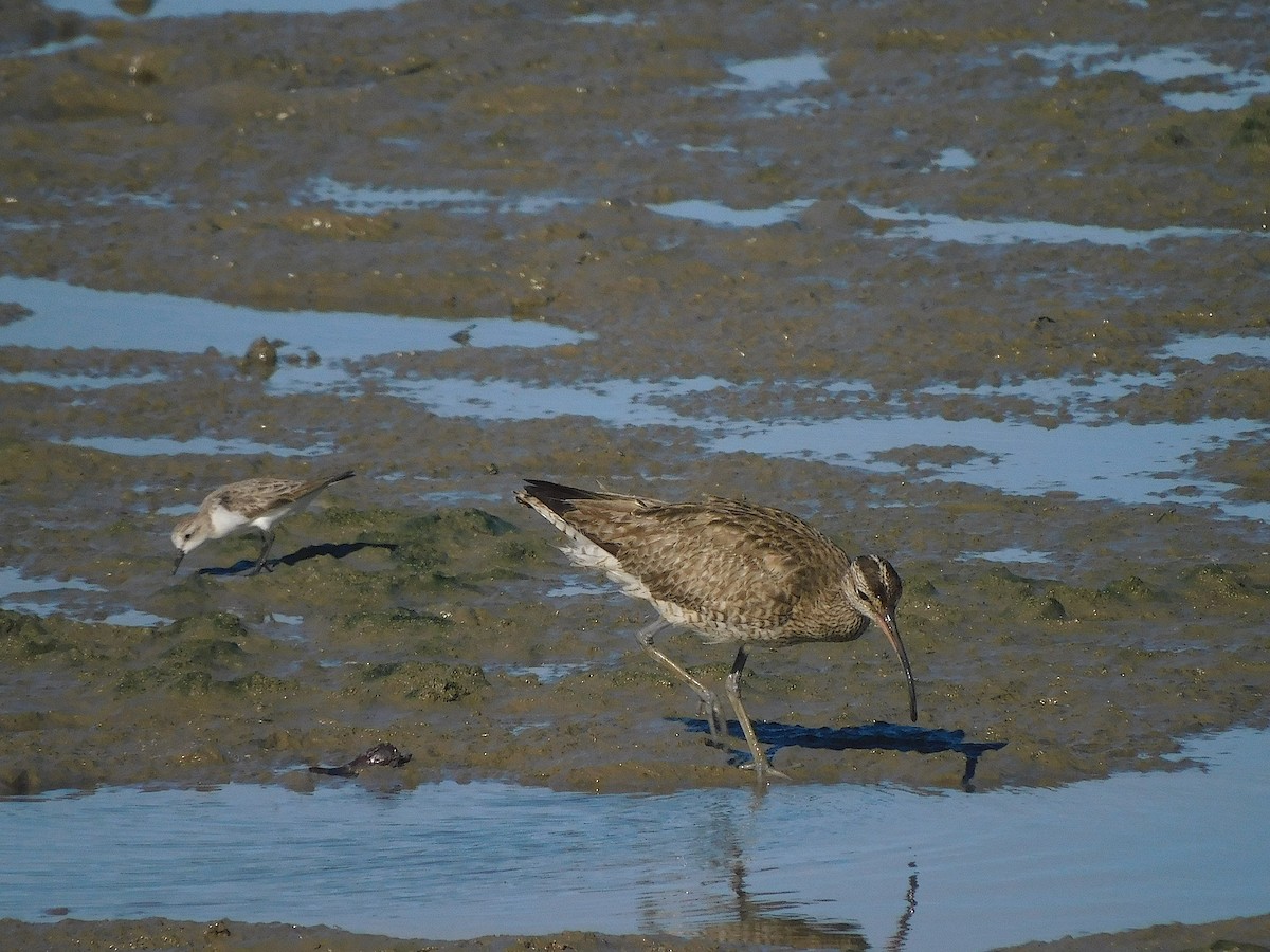 Eurasian Whimbrel - ML644691727