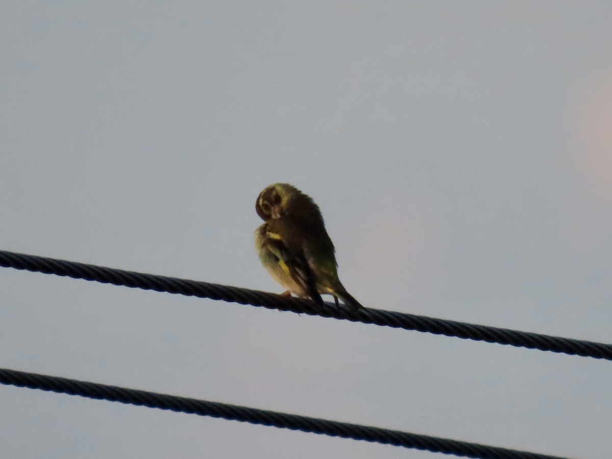 Yellow-breasted Greenfinch - ML644691728
