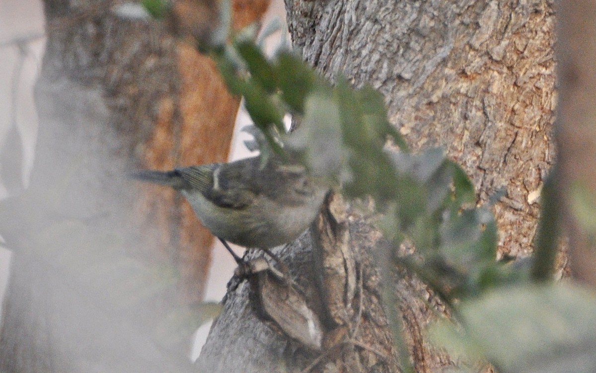 blekbrynsanger - ML644691729