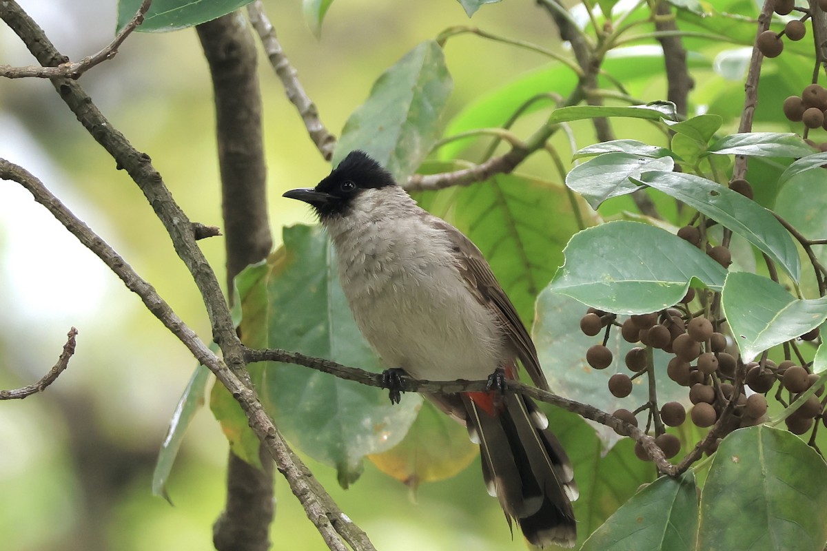 Bulbul Ventridorado - ML644691730