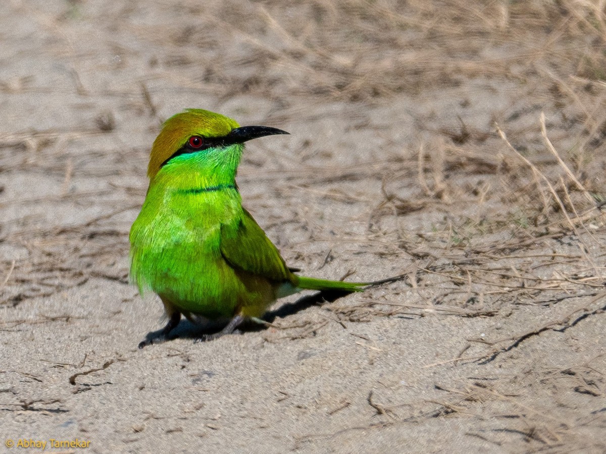 Asya Yeşil Arıkuşu - ML644691732