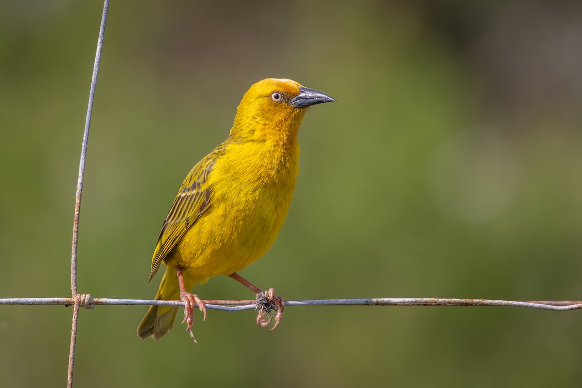 Cape Weaver - ML644691734