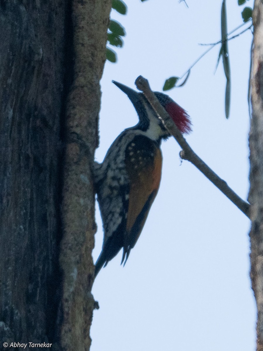 Kara Belli Alev Tepeli Ağaçkakan - ML644691736