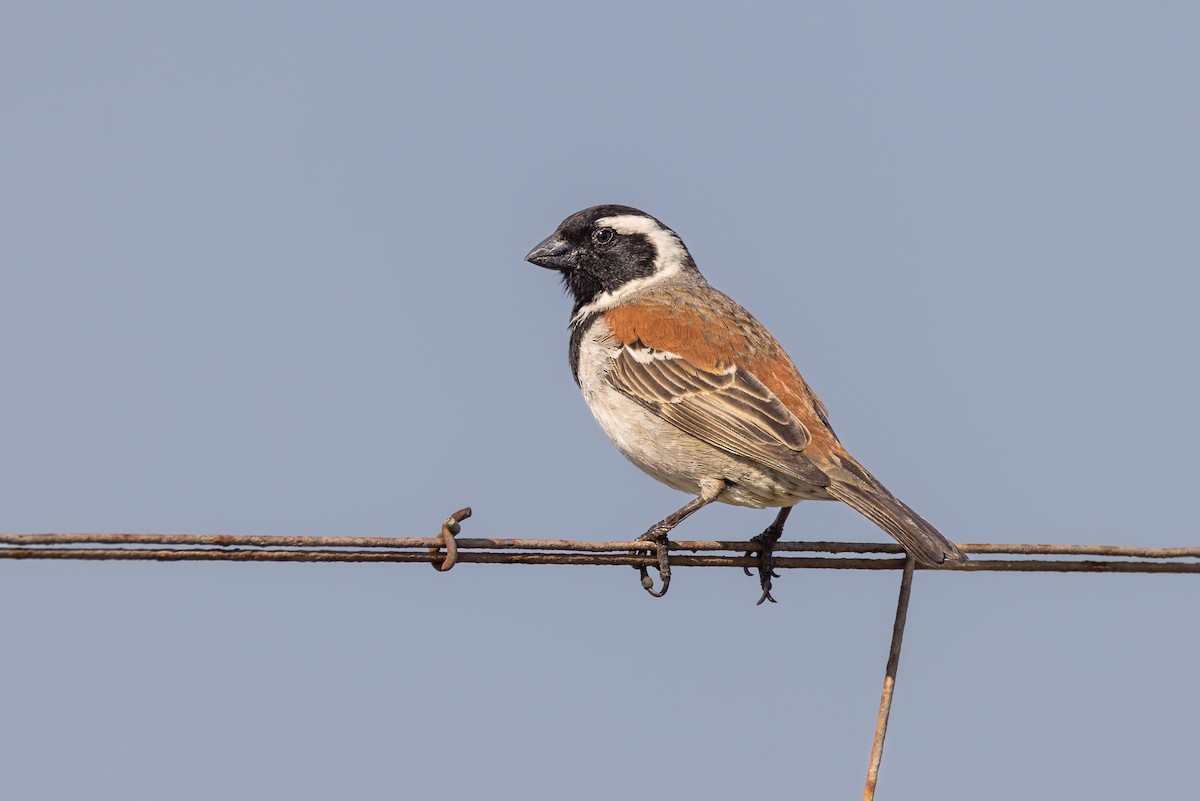 Cape Sparrow - ML644691739