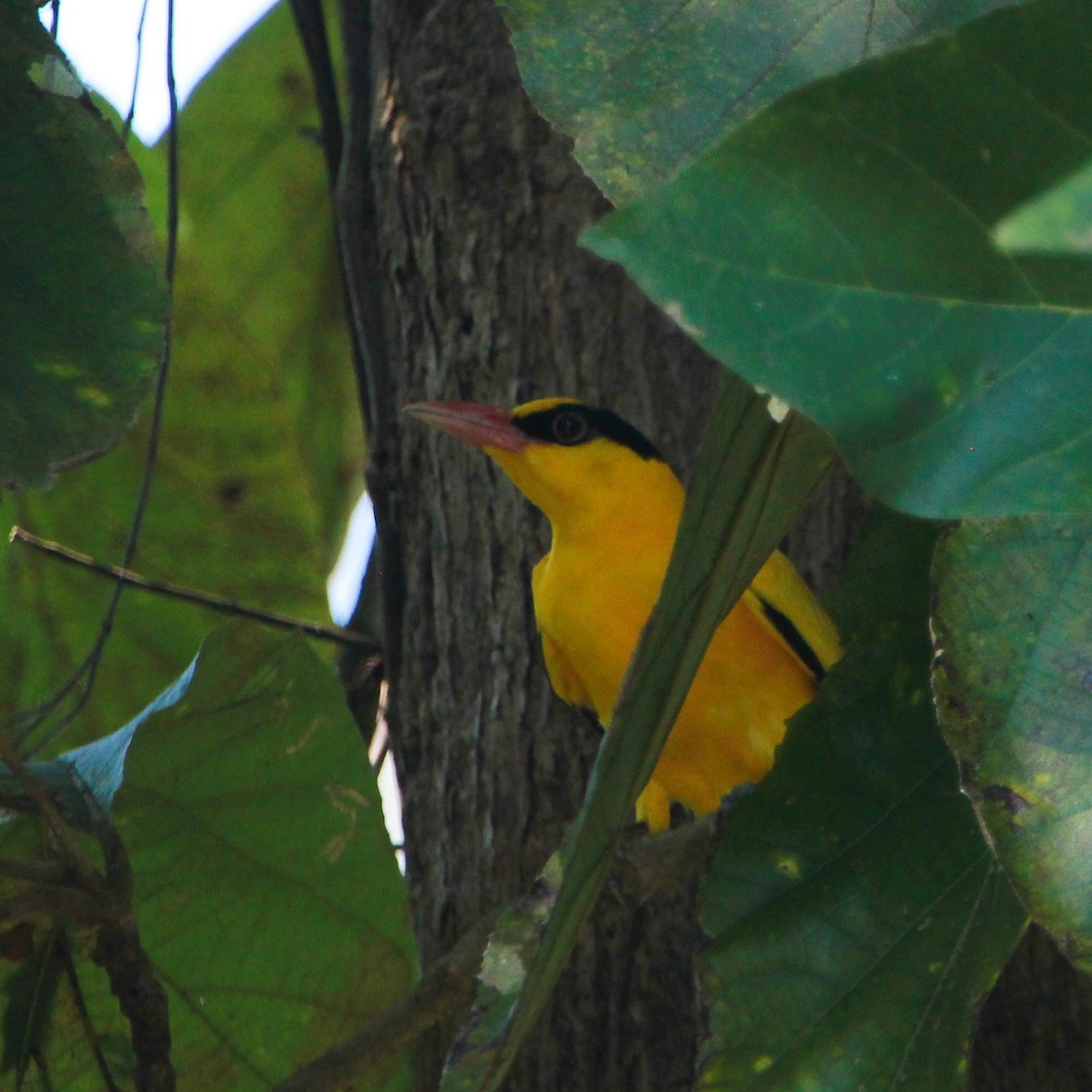 Black-naped Oriole - ML644691740