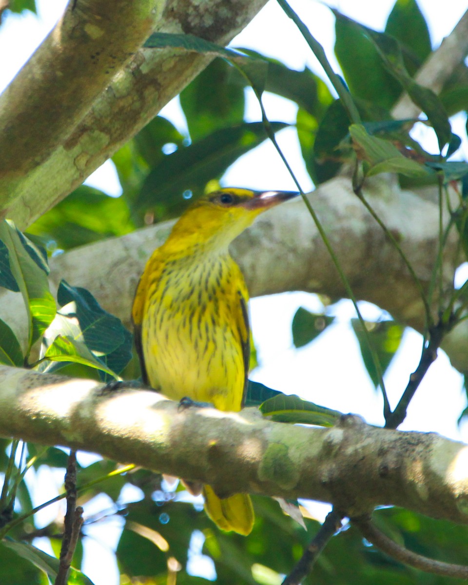Black-naped Oriole - ML644691741