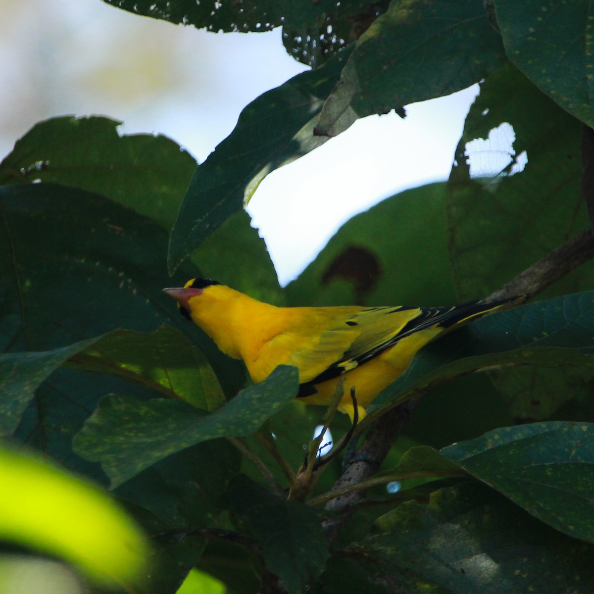 Black-naped Oriole - ML644691742