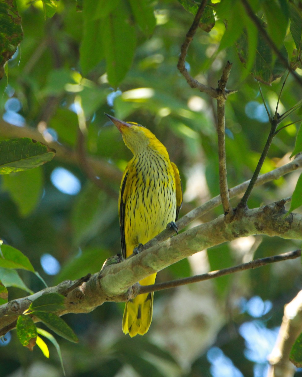 Black-naped Oriole - ML644691743