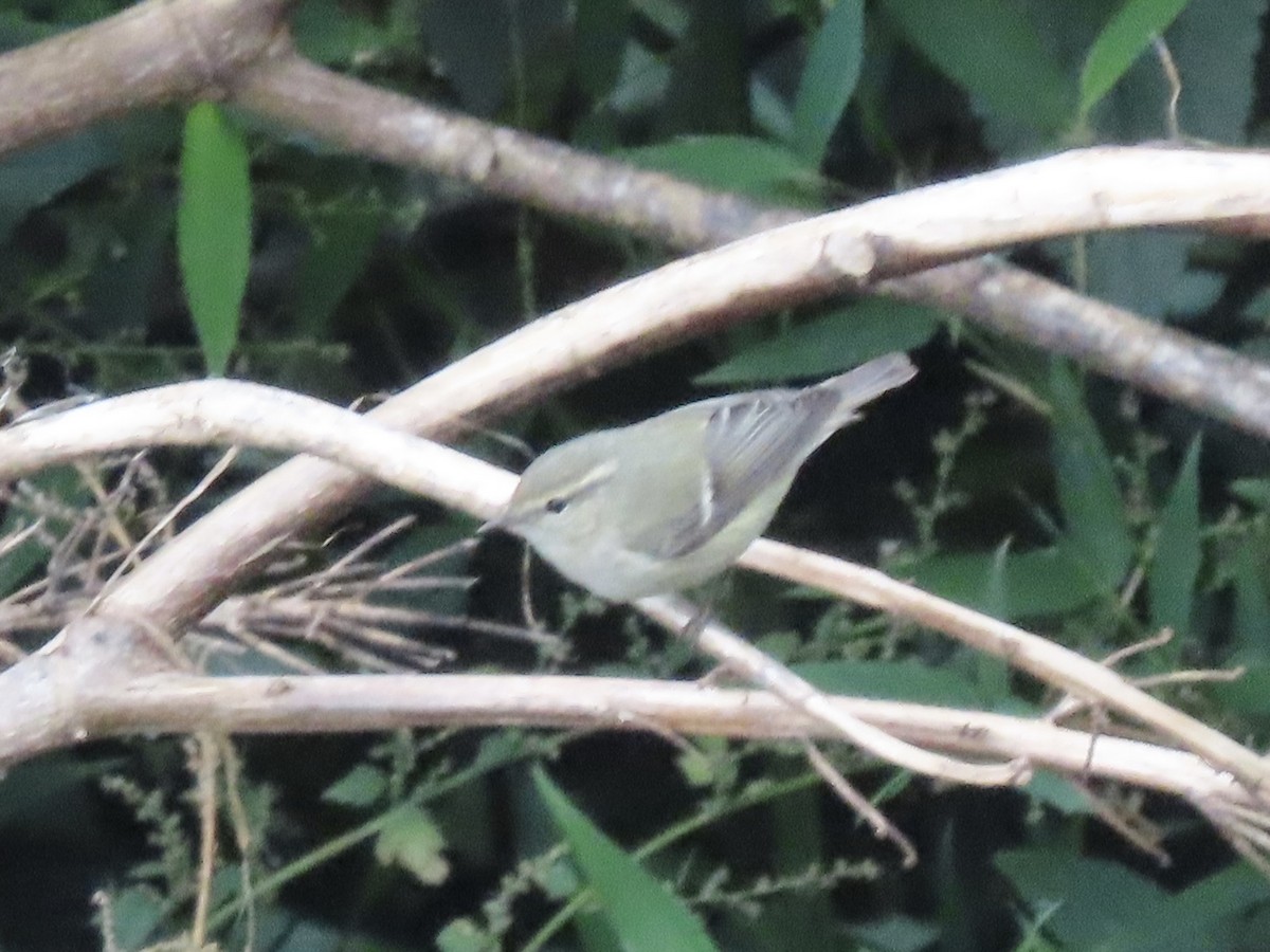 Hume's Warbler - ML644691745