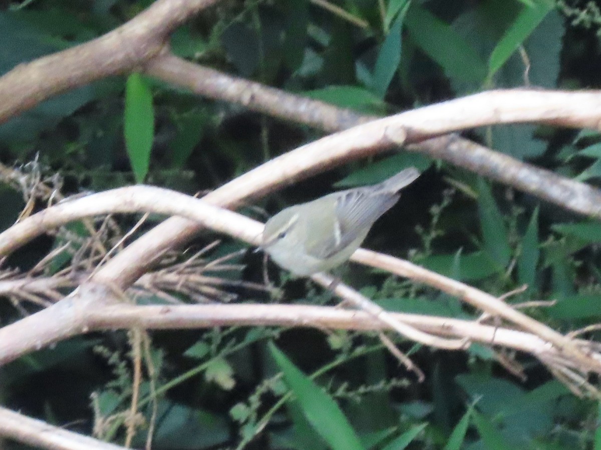 Hume's Warbler - ML644691746