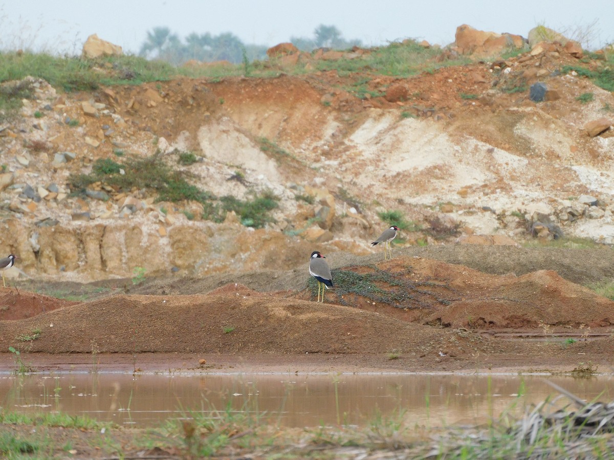 Red-wattled Lapwing - ML644691750