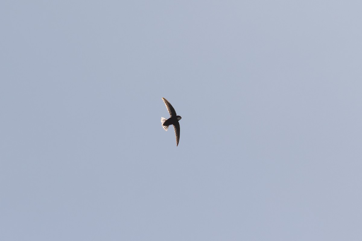 Little Swift - ML644691755