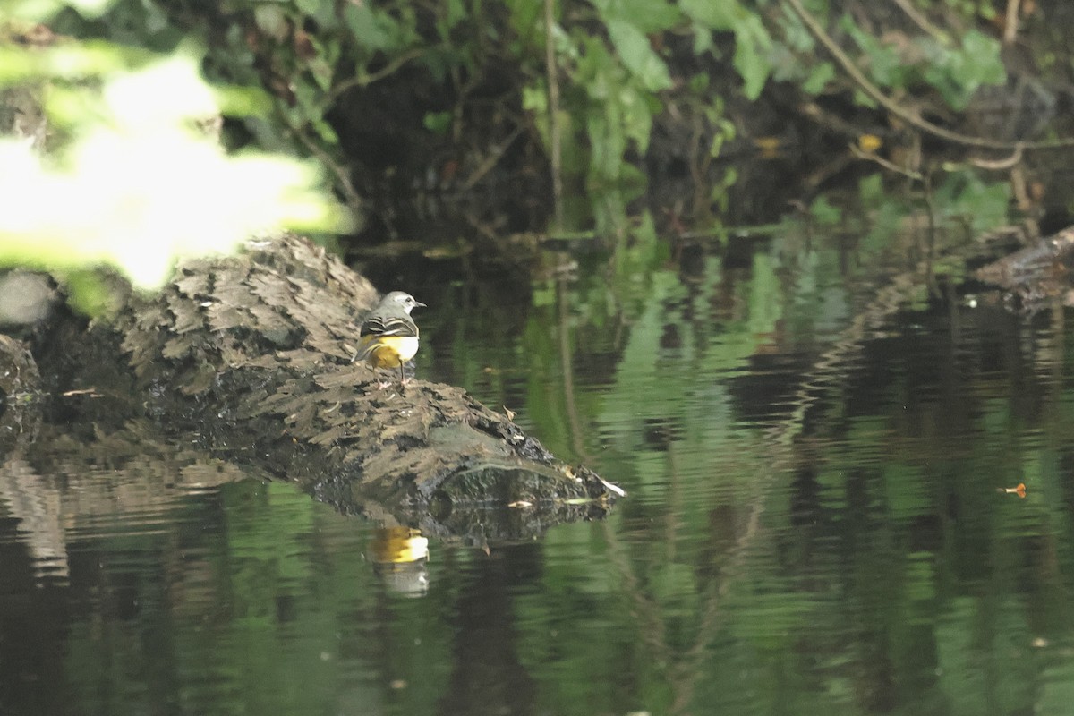 灰鶺鴒 - ML644691757