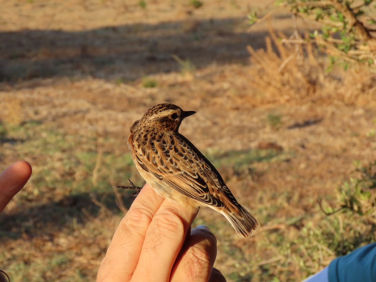 Whinchat - ML644691760