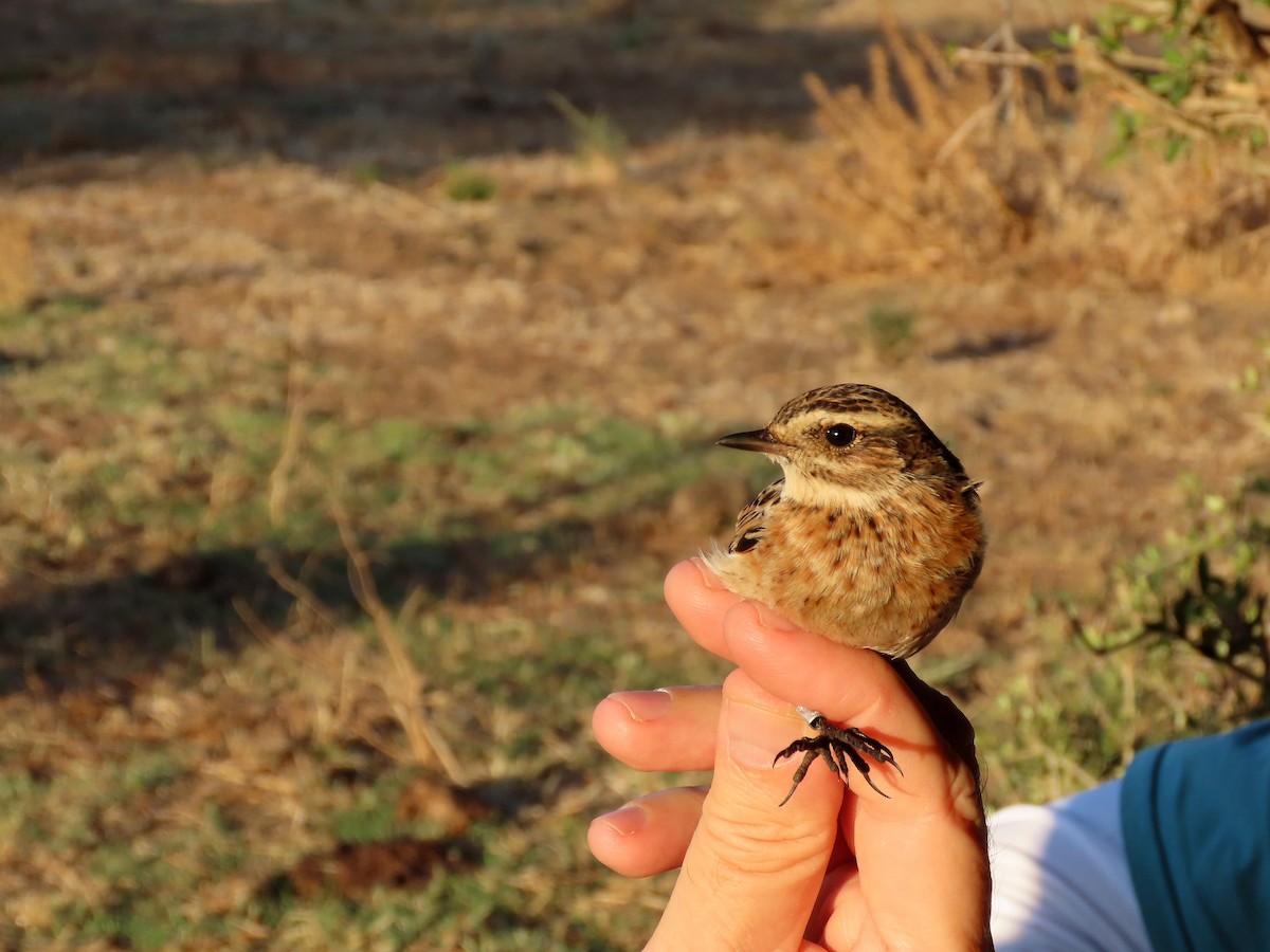 Whinchat - ML644691761