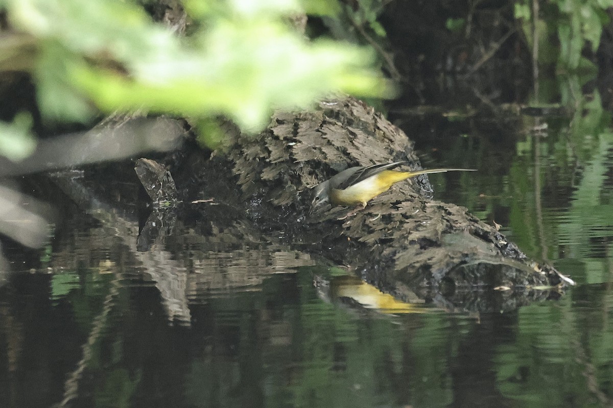 灰鶺鴒 - ML644691762