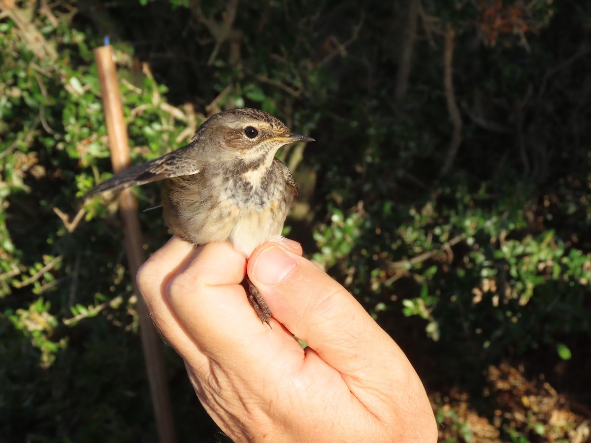 Bluethroat - ML644691764