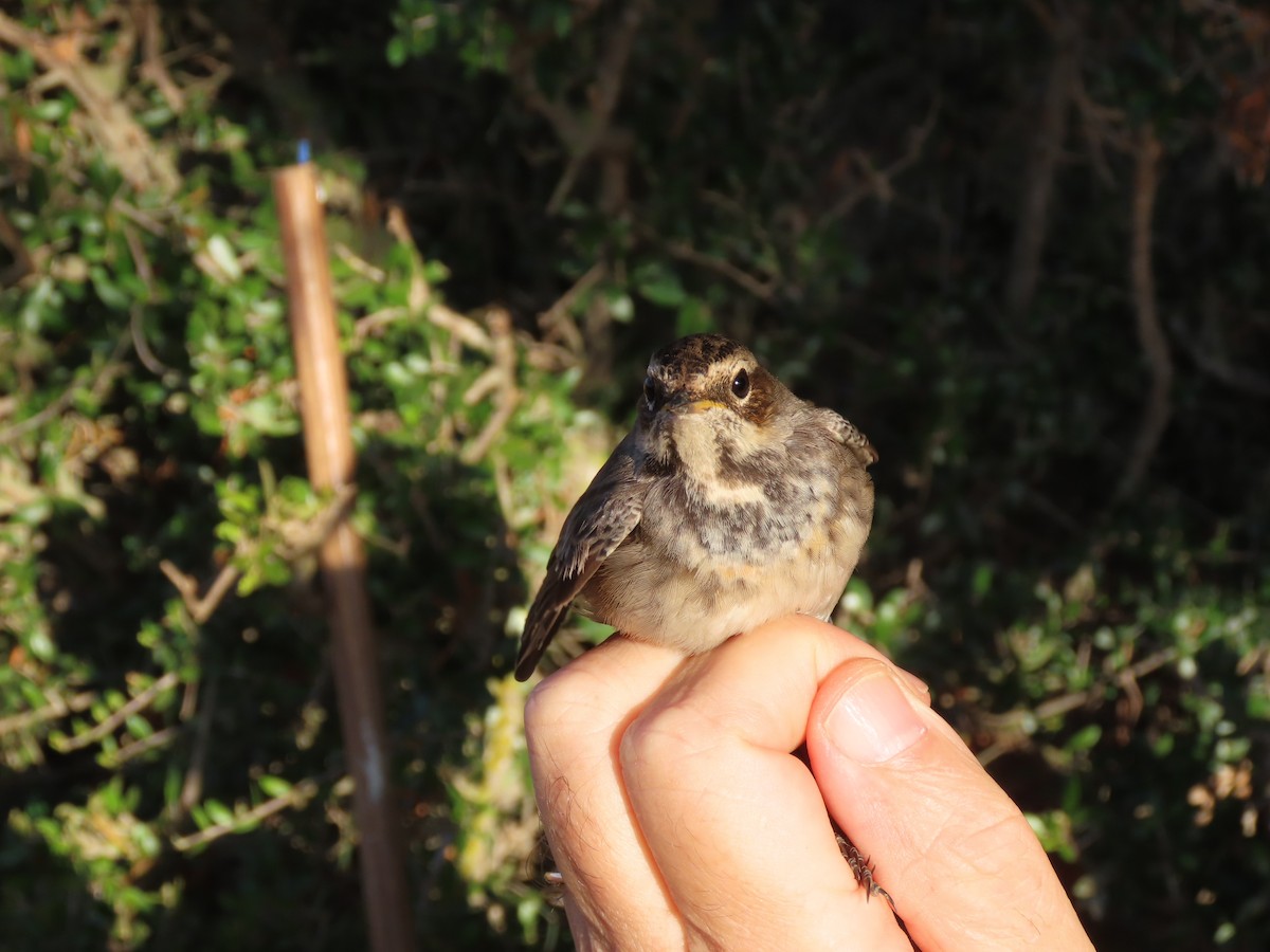 Bluethroat - ML644691765