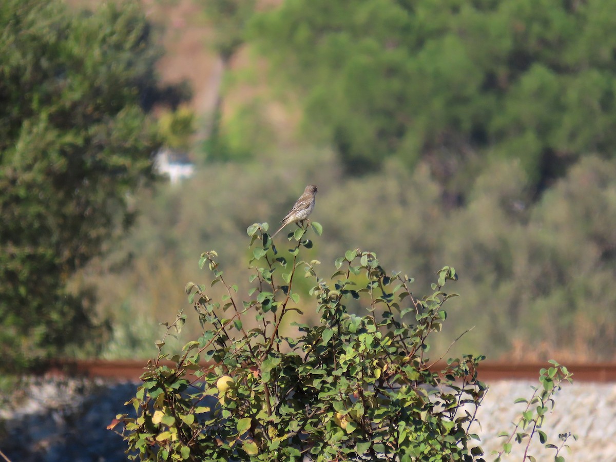 Woodchat Shrike - ML644691768