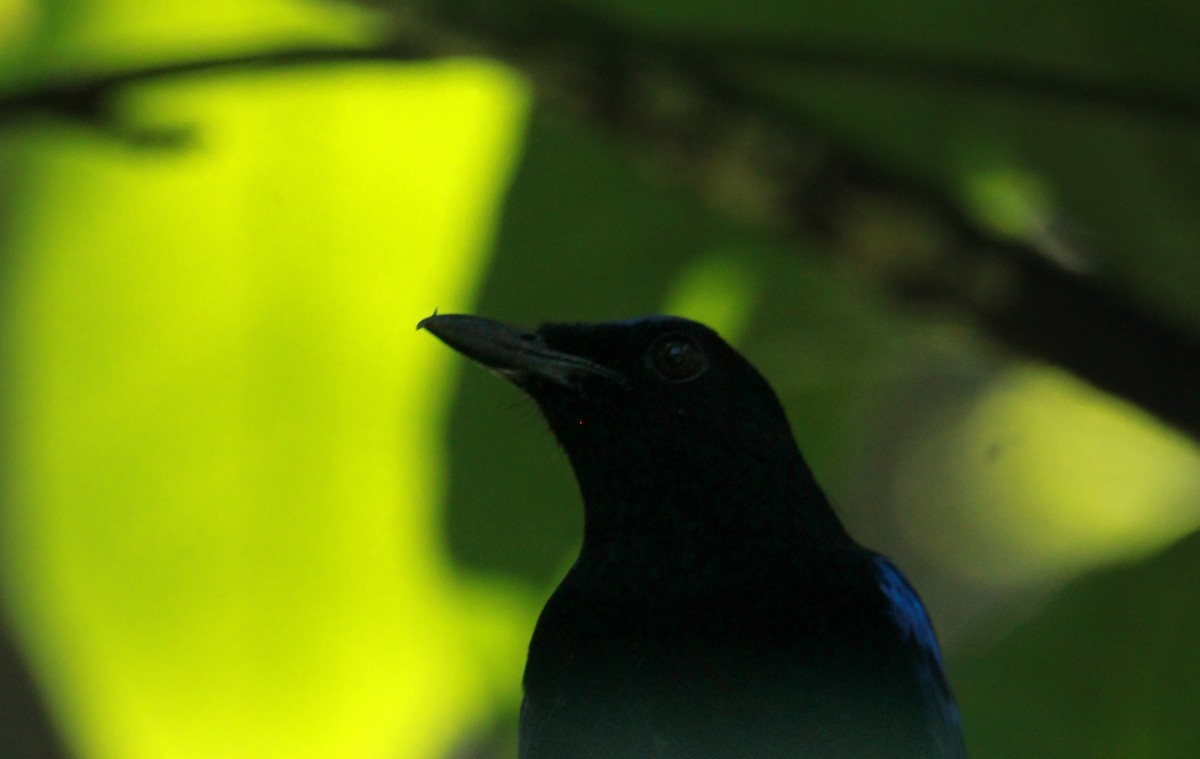 Arrenga de Malabar - ML644691770