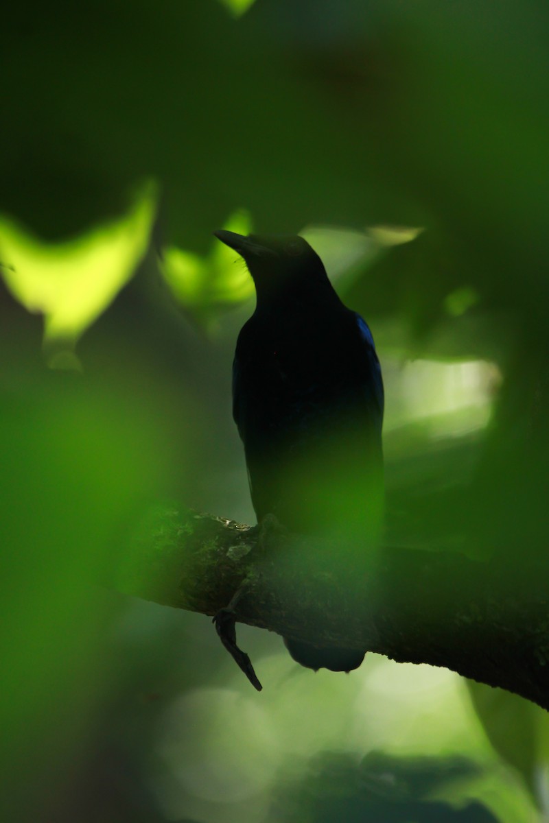 Arrenga de Malabar - ML644691771