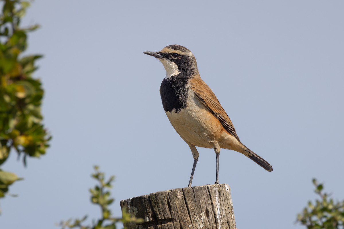 Capped Wheatear - ML644691772