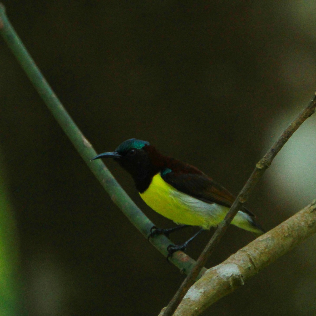 Purple-rumped Sunbird - ML644691773