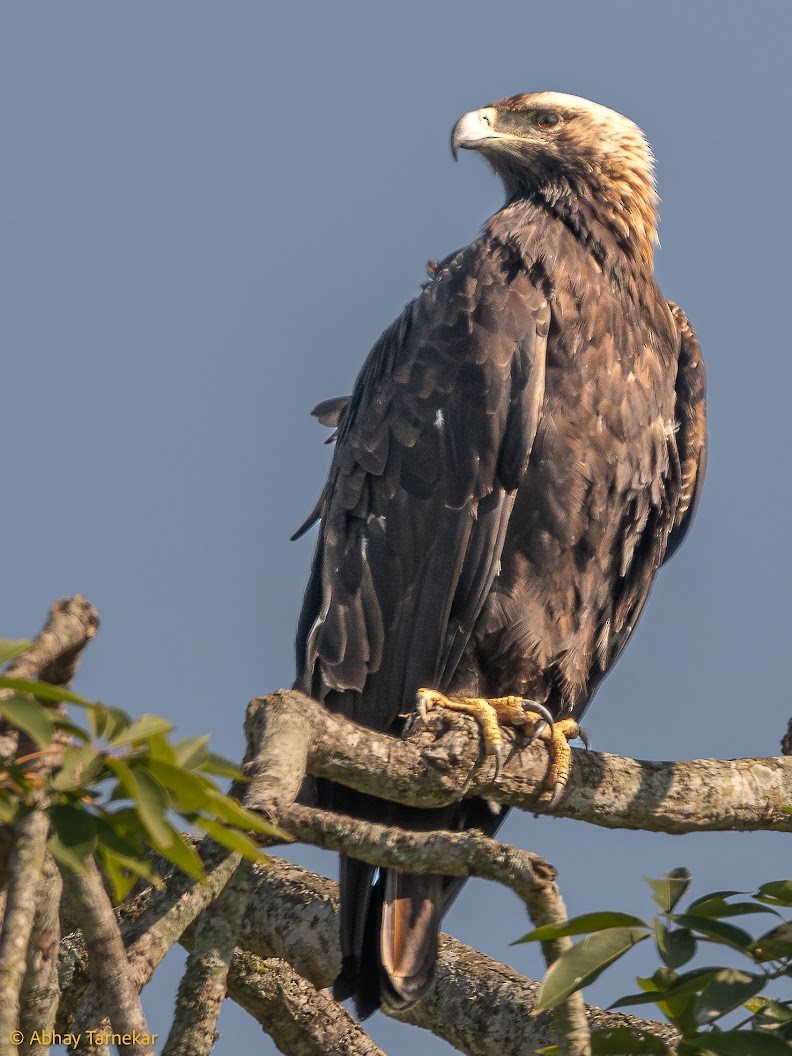 白肩鵰 - ML644691774