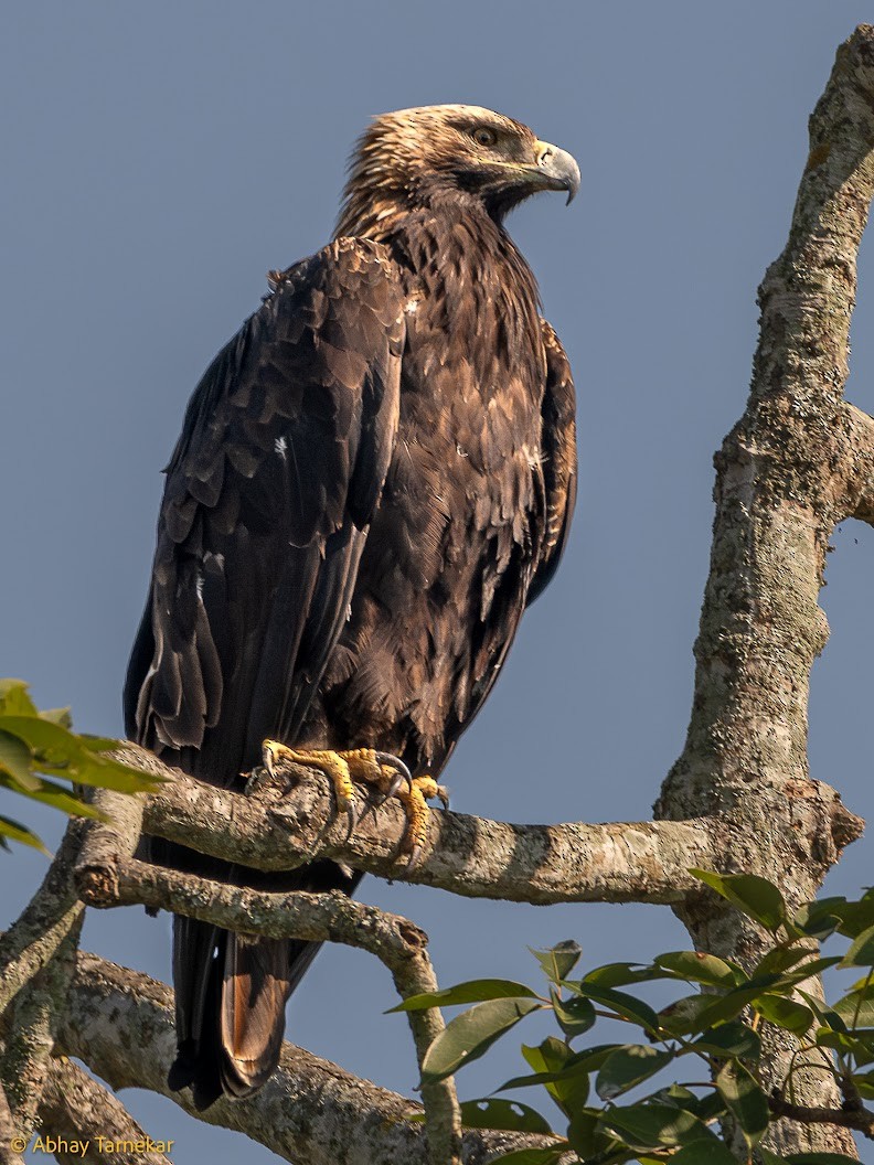 白肩鵰 - ML644691775