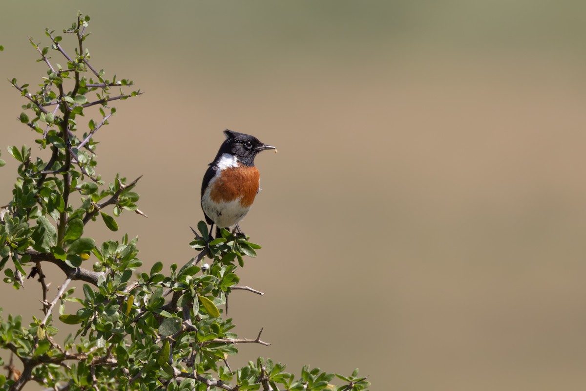 African Stonechat - ML644691776