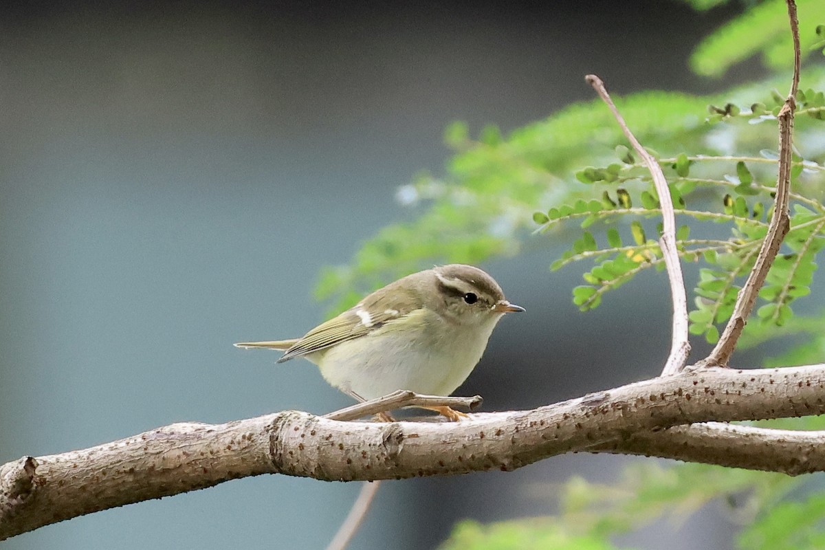 黃眉柳鶯 - ML644691777