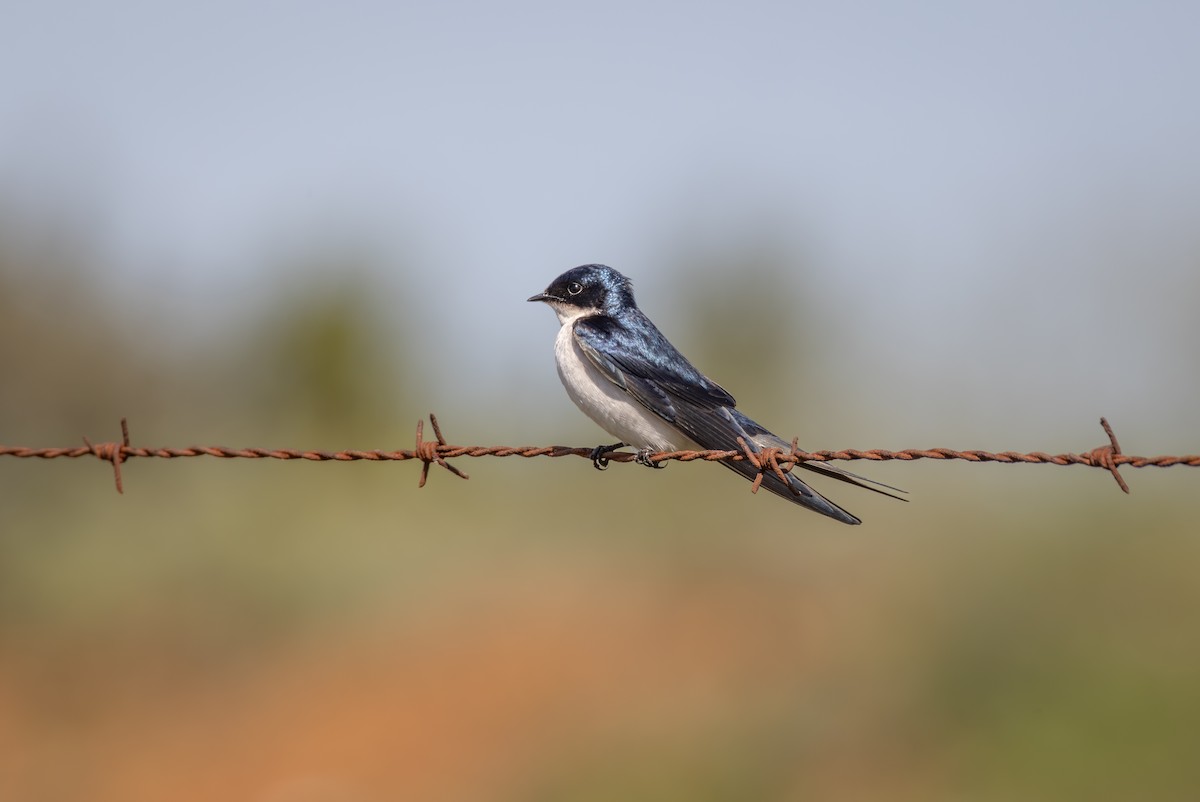 Pearl-breasted Swallow - ML644691778
