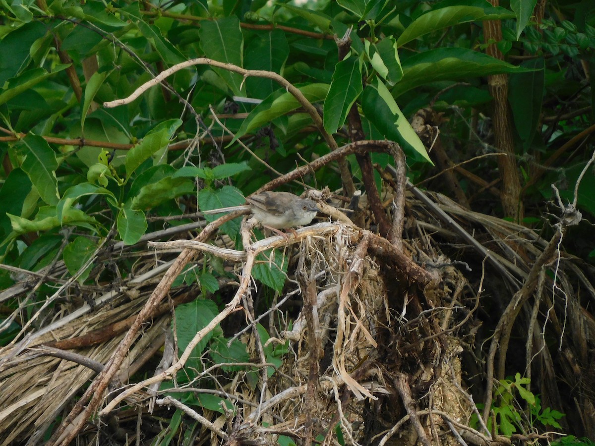 Jungle Prinia - ML644691779