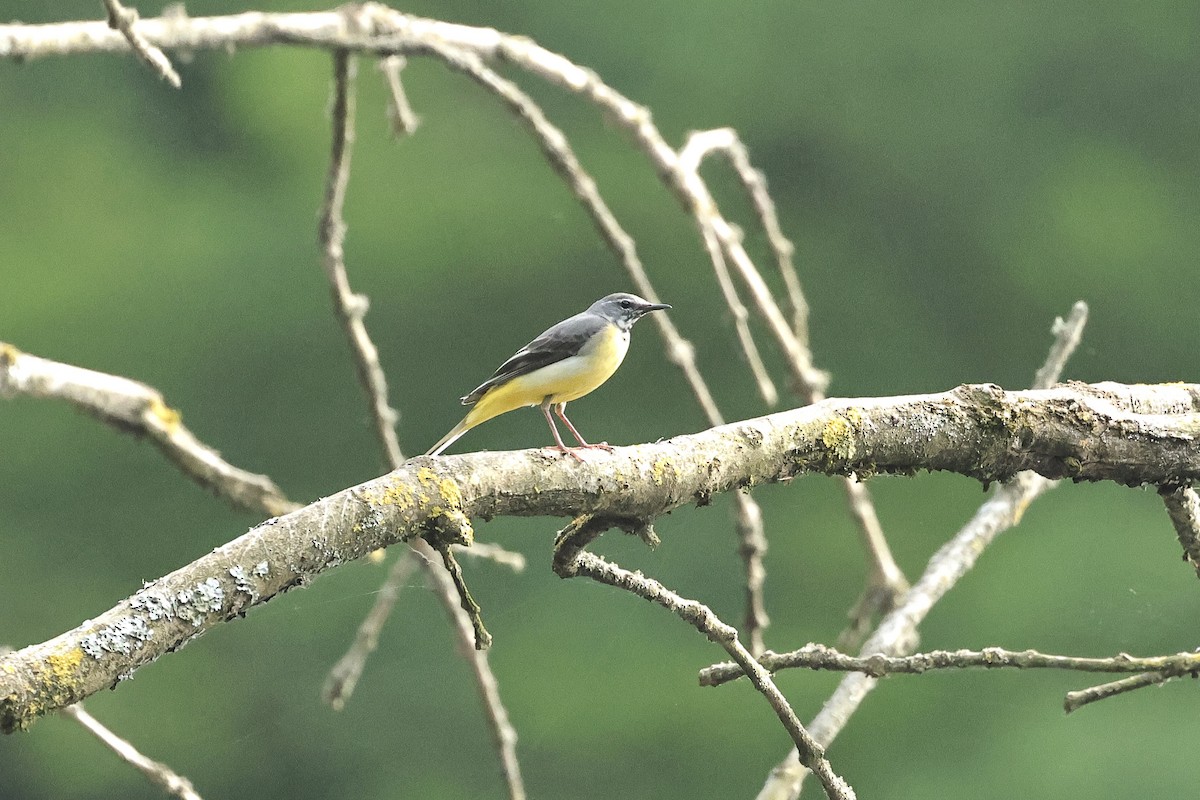 灰鶺鴒 - ML644691780