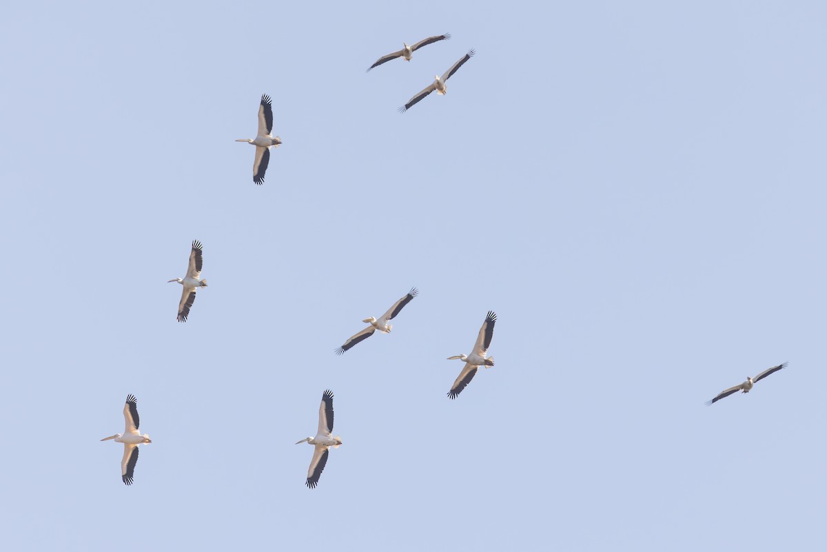 白鵜鶘 - ML644691782