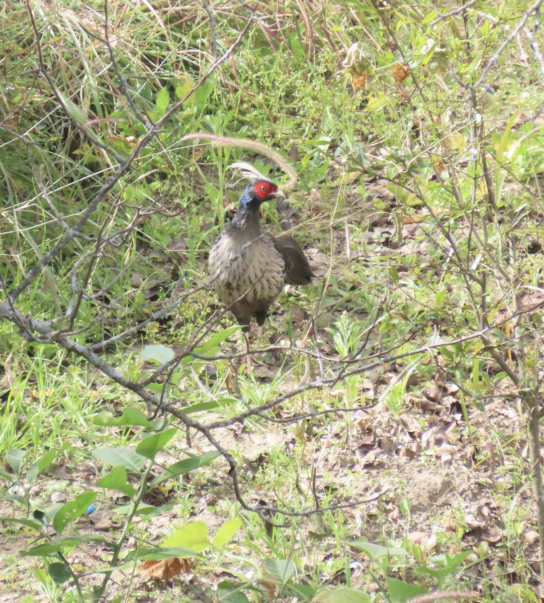 Kalij Pheasant - ML644691783