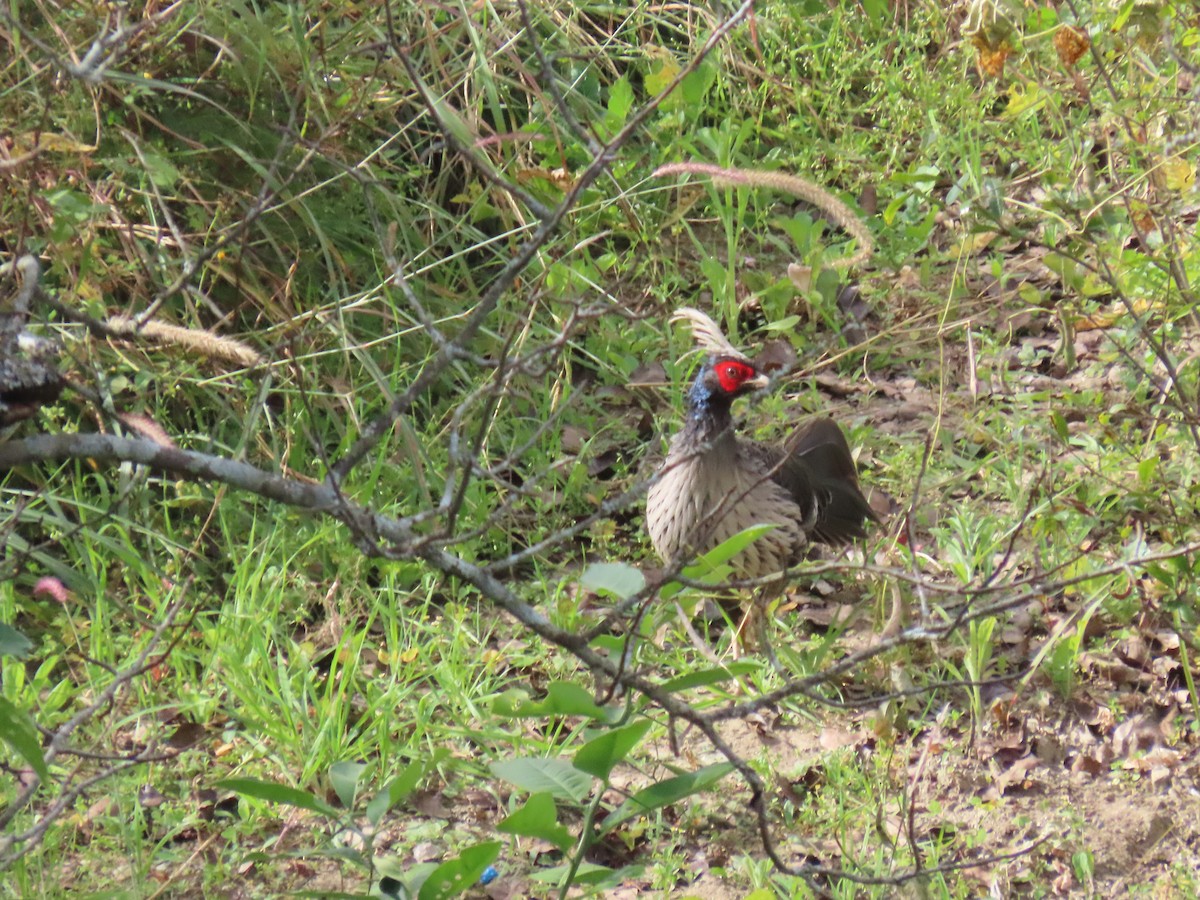 Kalij Pheasant - ML644691784