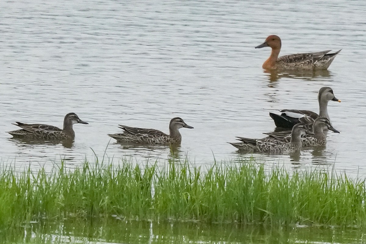 白眉鴨 - ML644691785