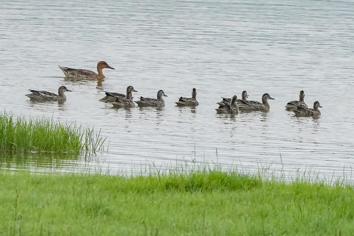 白眉鴨 - ML644691786