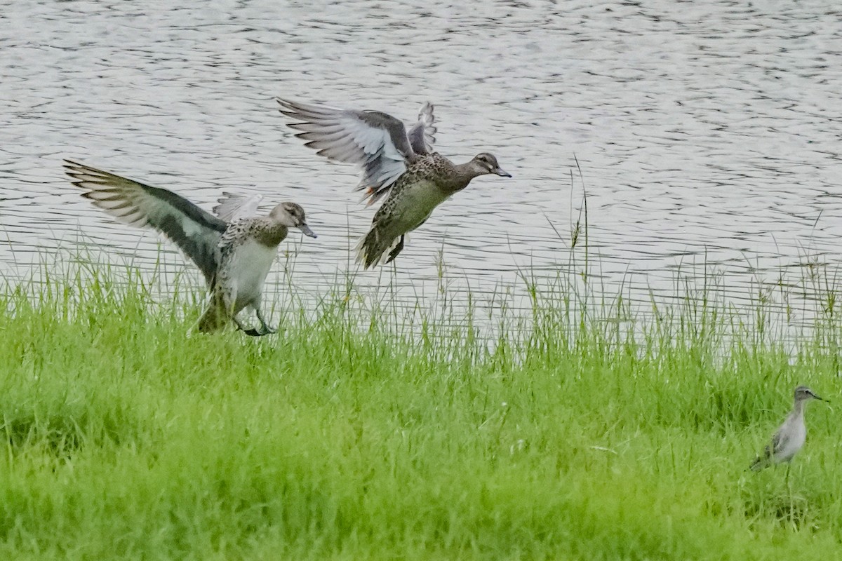 白眉鴨 - ML644691788